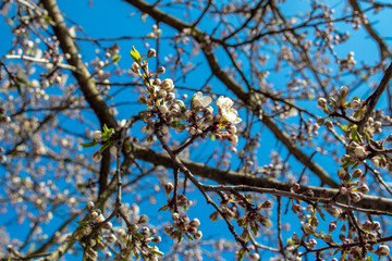 Blooming and blossoming apple or plum tree branches with white flowers on a sunny spring day with blue sky like blooming almond trees Van Gogh style strong and thick branches