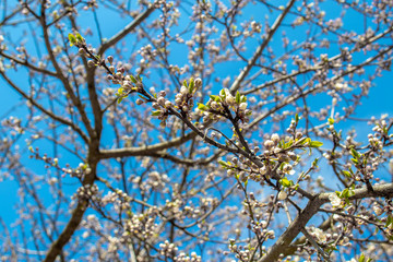 Blooming and blossoming apple or plum tree branches with white flowers on a sunny spring day with blue  like blooming almond trees Van Gogh style connection