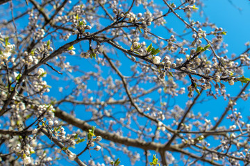 Blooming and blossoming apple or plum tree branches with white flowers on a sunny spring day with blue sky like blooming almond trees Van Gogh style many small branches