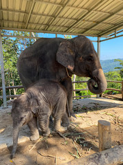 a small elephant near his mom inside a fence, Visiting Elephants in Phuket, Thailand.