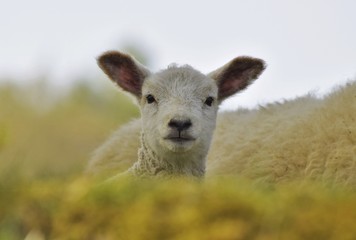 lamb close up portrait