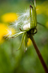 macro dandelion and its seeds in spring