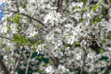 Blooming and blossoming apple or plum tree branches with white flowers on a sunny spring day with blue sky contrast flowers