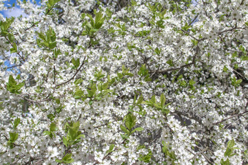 Blooming and blossoming apple or plum tree branches with white flowers on a sunny spring day with blue sky as a pattern