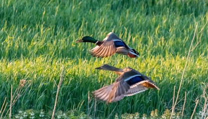 Kaczki lecą © Piotr