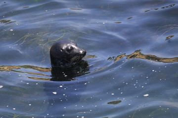 foca vijilando