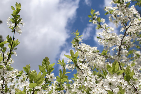 Blooming and blossoming apple or plum tree branches with white flowers on a sunny spring day with blue sky and clouds