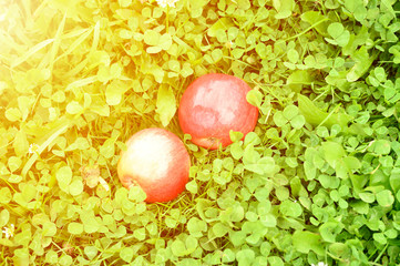 red ripe shiny apples on the green grass. flare