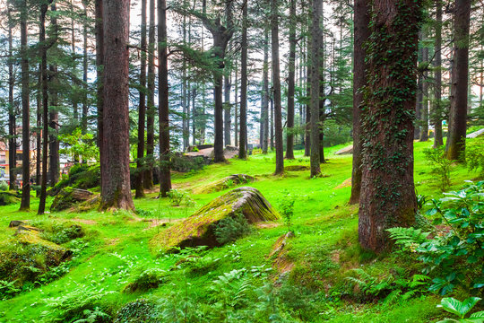 Deodar trees, Manali Nature Park, India