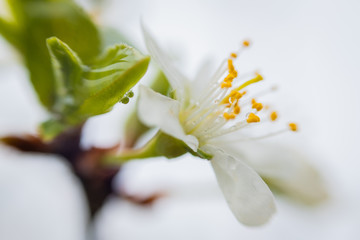 spring flowers of cherry or apple tree in the afternoon
