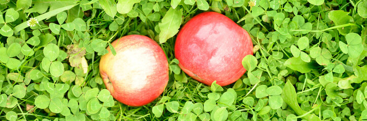 red ripe shiny apples on the green grass. banner