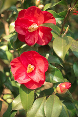 red camellia flower