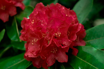 red Catawba rosebay flower
