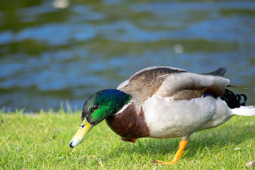 duck on a pond