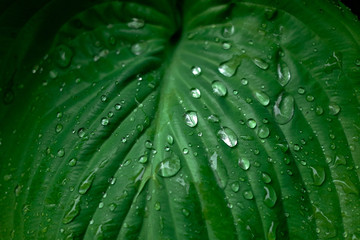 green leaf with water drops