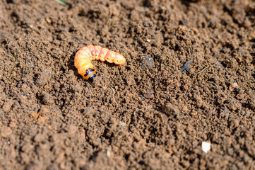 cossus cossus caterpillar of a wood worm odorous or willow insect pest on the soil