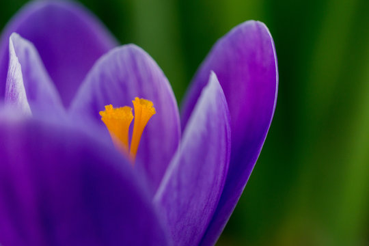 Macro close up of an isolated purple crocus flower in a green blurred background. Orange pistil in focus.