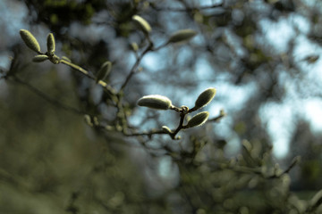 spring in the forest