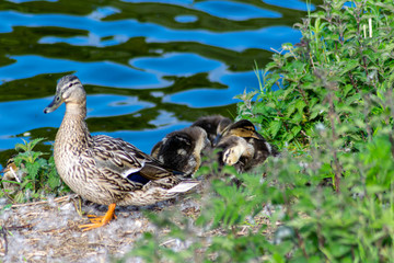 duck and ducklings