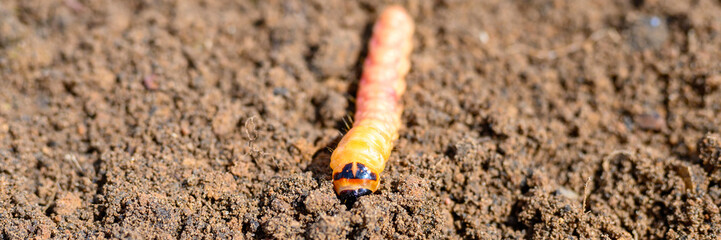cossus cossus caterpillar of a wood worm odorous or willow insect pest on the soil. banner
