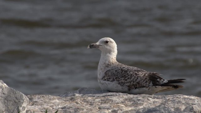 Afraid of flying in windy weather, the little gull sits on a rock next to the ocean and looks at the camera. This video is applicable to use in any project that relates to animals, wildlife and nature