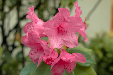 pink catawba rosebay