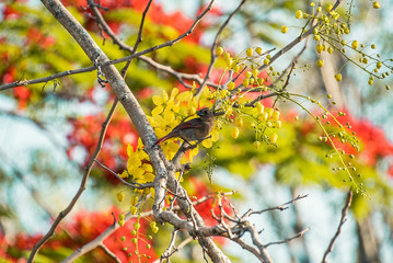 Juvenile Northern Red Cardinal on a tree branch 