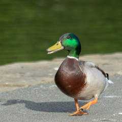 duck on a pond