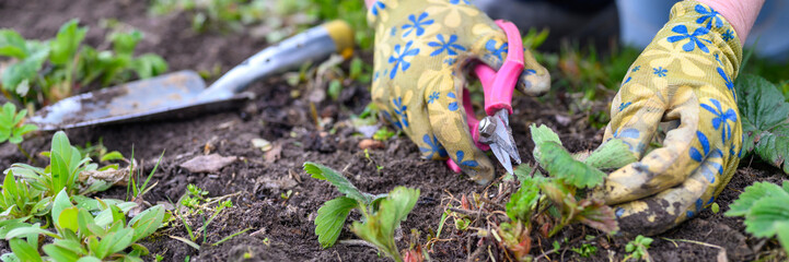 spring pruning and weeding of strawberry bushes. women's hands in gardening gloves weeding weeds...
