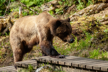 Fototapeta na wymiar Brown bear on walkway