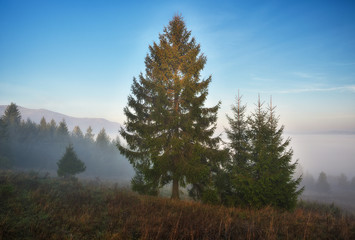 Naklejka na ściany i meble foggy morning in the mountains. Autumn sunrise in the Carpathians