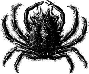 Vintage black crab on white background