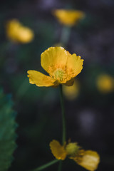 Natural green and black background with beautiful yellow flowers close up