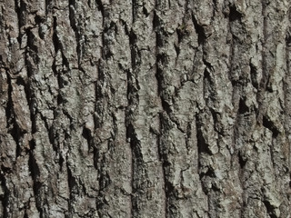 Texture of an old aspen tree bark - 350713116