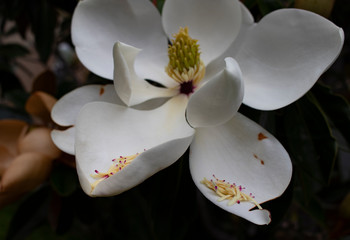 white flower