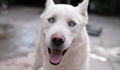 Husky Blanco