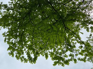 green tree branches with leaves