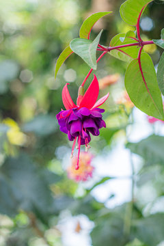 flor morada