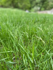 Green grass close up shot