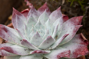 close up of a succulent plant