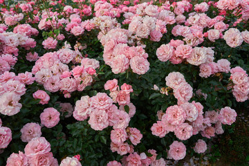 Garden with pink roses texture in spring