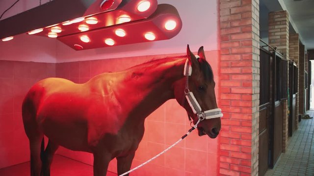Horse under infrared lamp. Beautiful chestnut dog standing under infrared lamp getting suntan and warmth. 4K