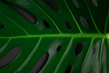Fototapeta na wymiar Closeup dark view of natural big monstera leaf pattern with holes