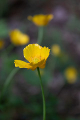 Natural green and black background with beautiful yellow flowers close up