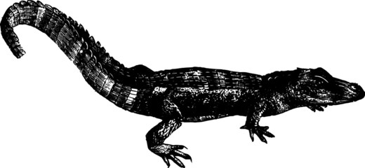 Little Baby River Alligator Vintage Vector Drawing