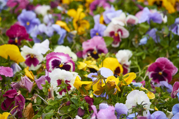 Multicolor pansy flowers or pansies as background or pattern. Field of colorful pansies with white yellow violet flowers.