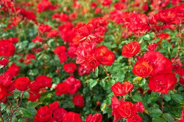 Garden with red roses texture in spring