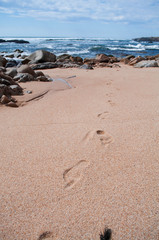 Traces of a man on the sand on the beach, leading into the water, in the ocean. In the background of the ocean with crystal clear water
