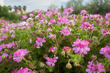 garden texture with pink flowers in spring