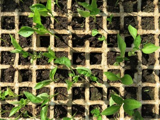 Bell pepper seedlings in a greenhouse